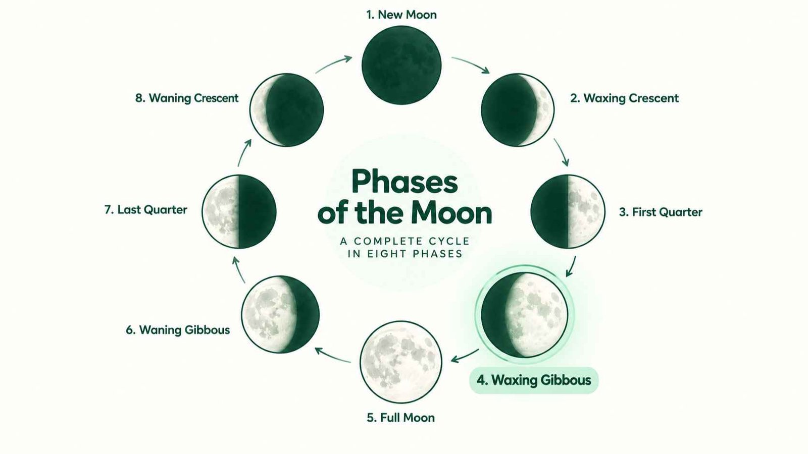 Circular diagram of the eight moon phases with the waxing gibbous phase highlighted in mint green.